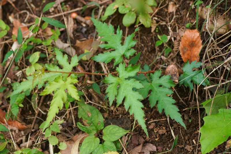 Rubus palmatus photo 4