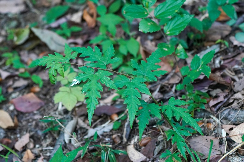 Rubus palmatus photo 5