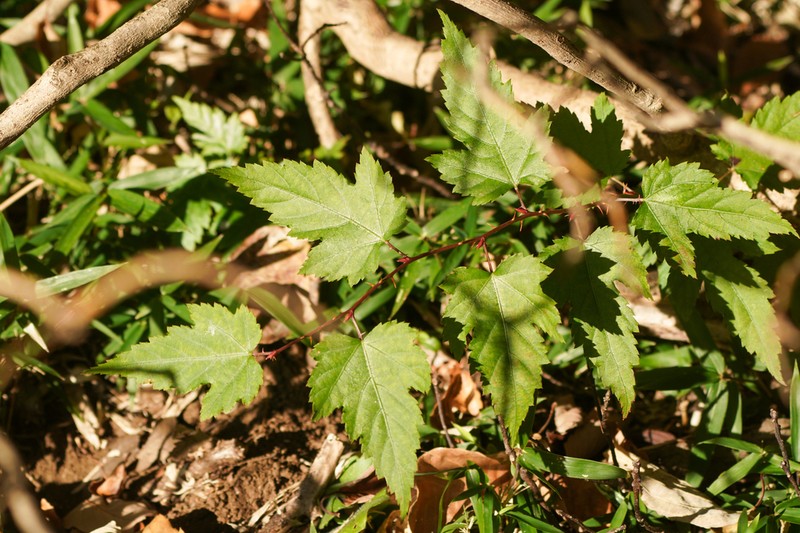 Rubus palmatus photo 6