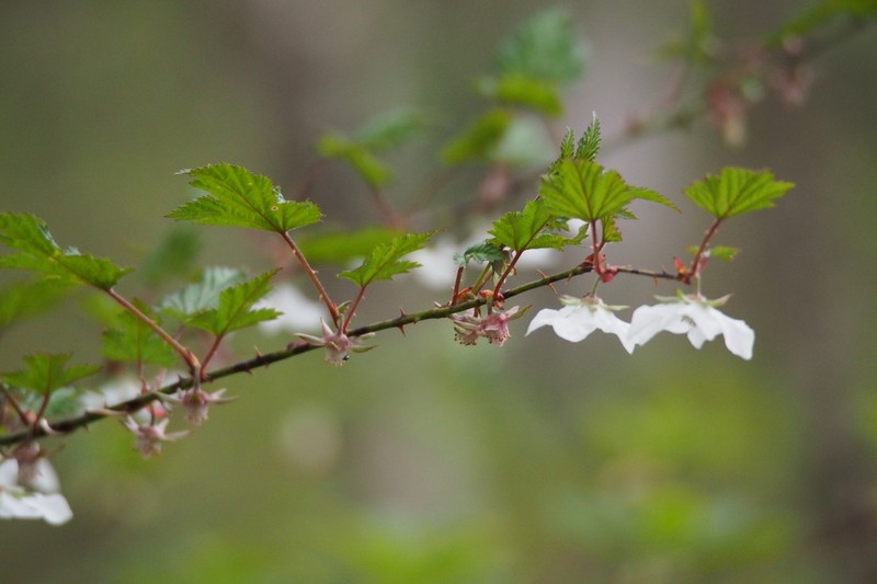 Rubus palmatus photo 7