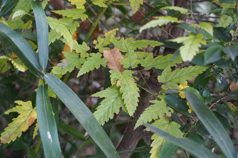 Rubus palmatus photo 8