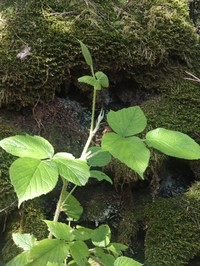 Rubus palmensis
