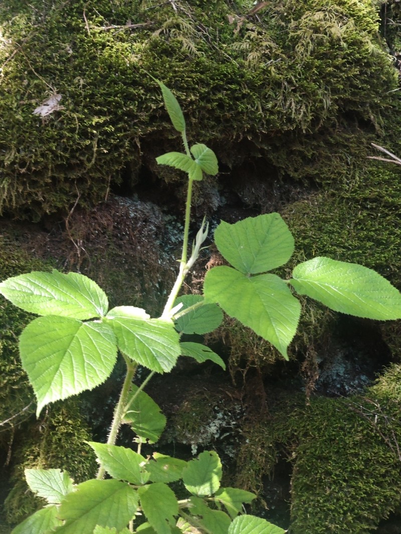 Rubus palmensis