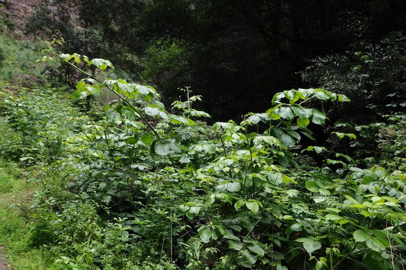 Rubus palmensis photo 2