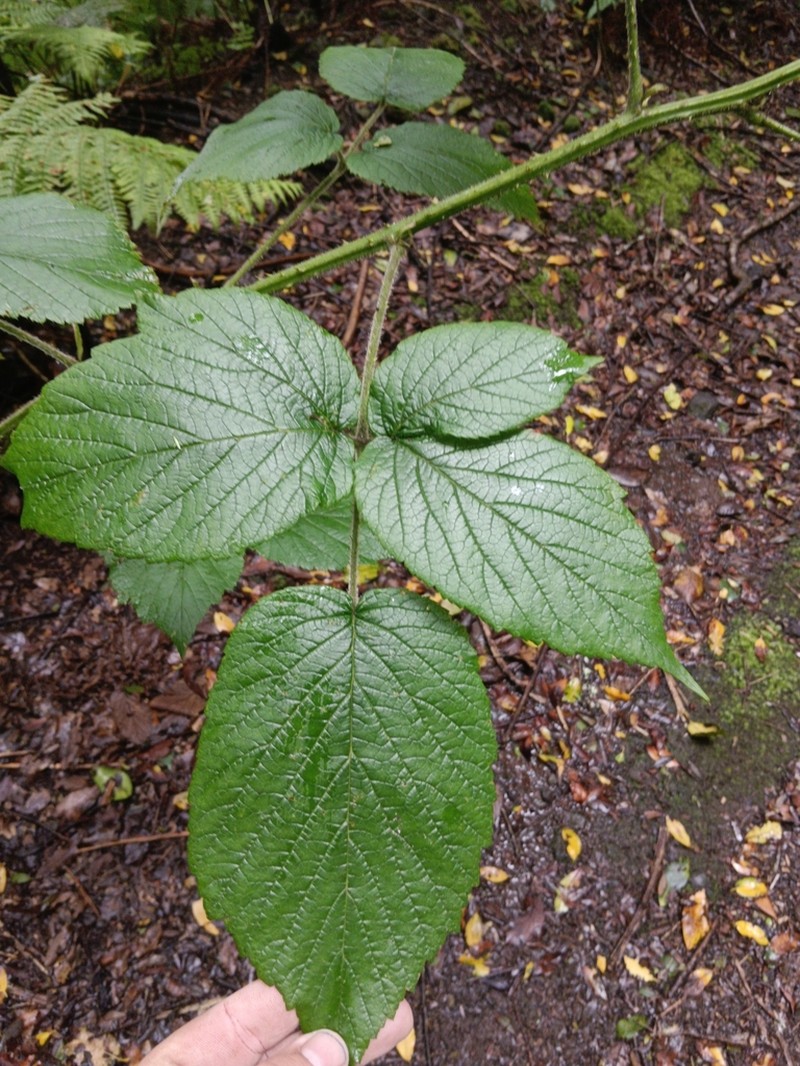 Rubus palmensis photo 3