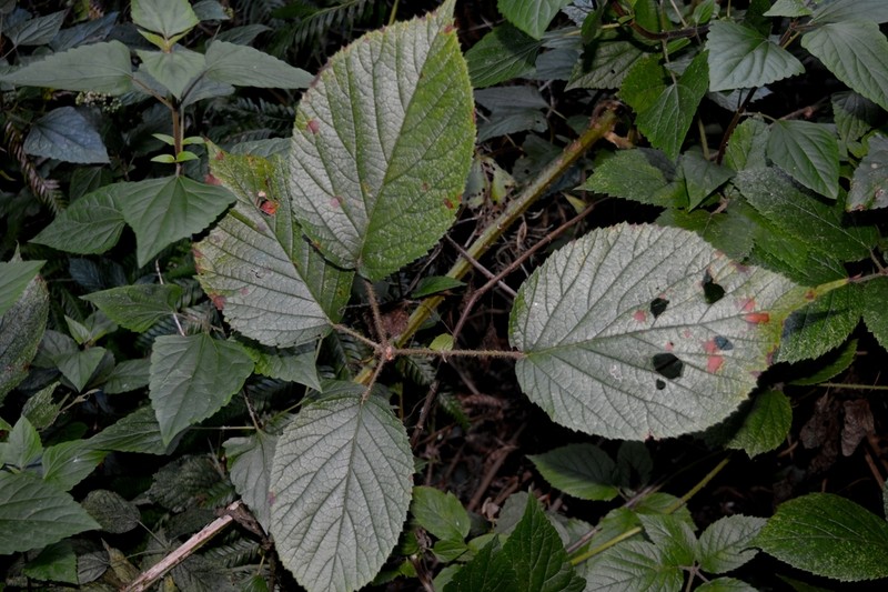 Rubus palmensis photo 4