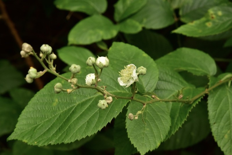Rubus palmensis photo 5