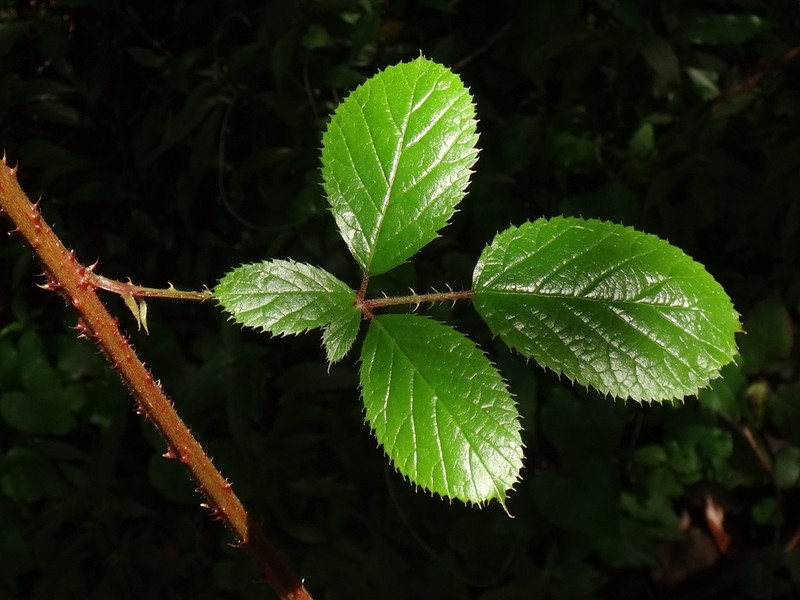 Rubus palmensis photo 6