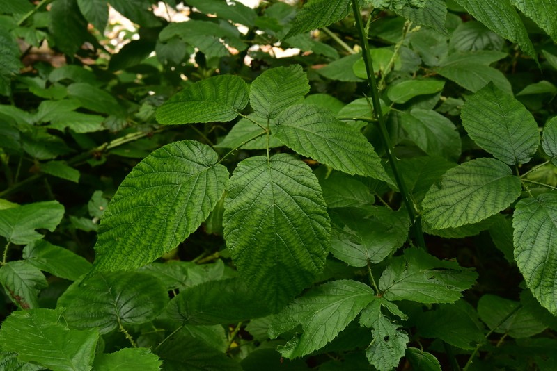 Rubus palmensis photo 7