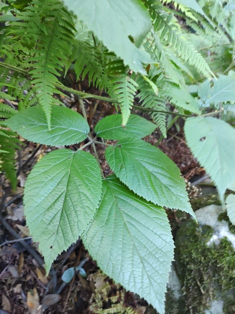 Rubus palmensis photo 8
