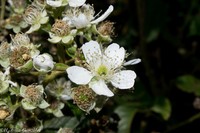 Rubus palmeri