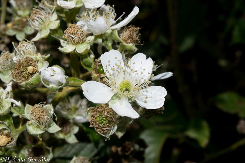 Rubus palmeri
