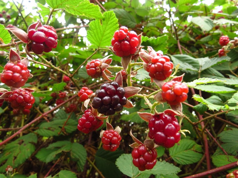 Rubus palmeri photo 2