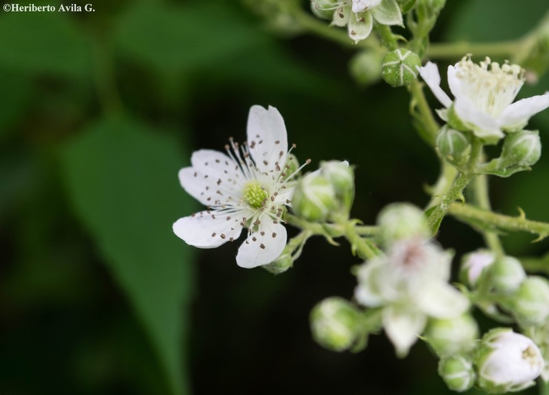 Rubus palmeri photo 3