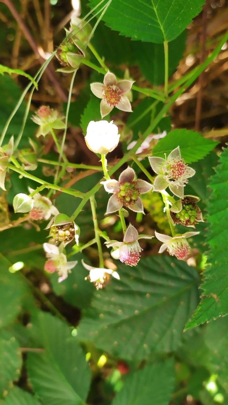 Rubus palmeri photo 4