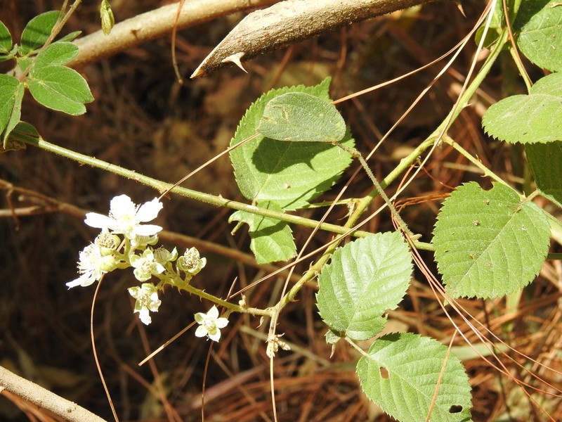 Rubus palmeri photo 5
