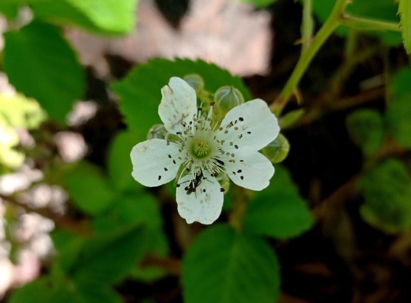 Rubus palmeri photo 6