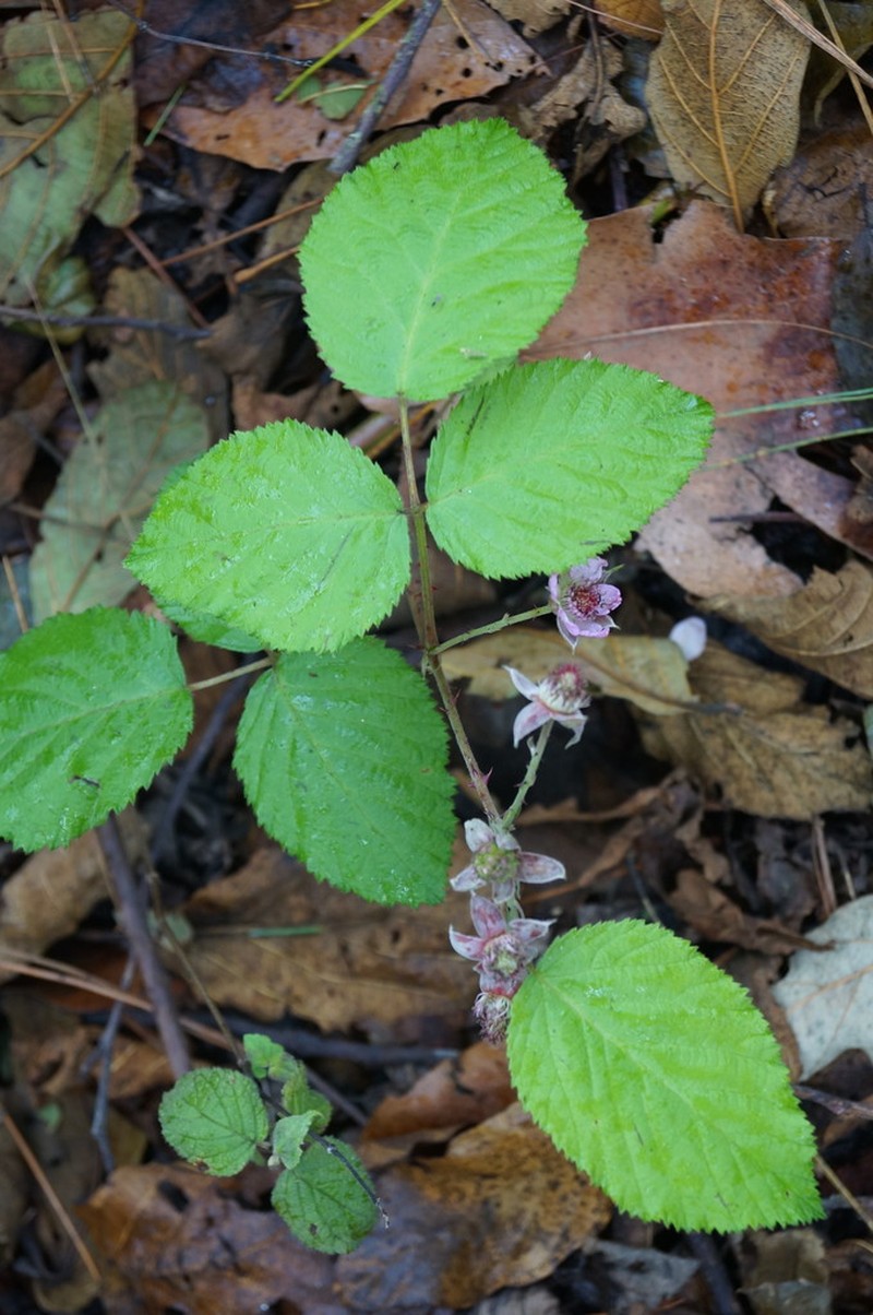 Rubus palmeri photo 7