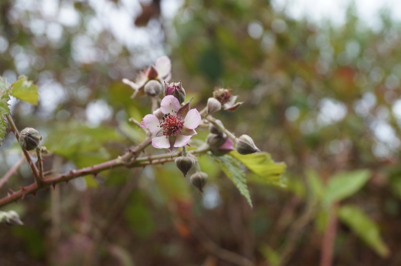 Rubus palmeri photo 8