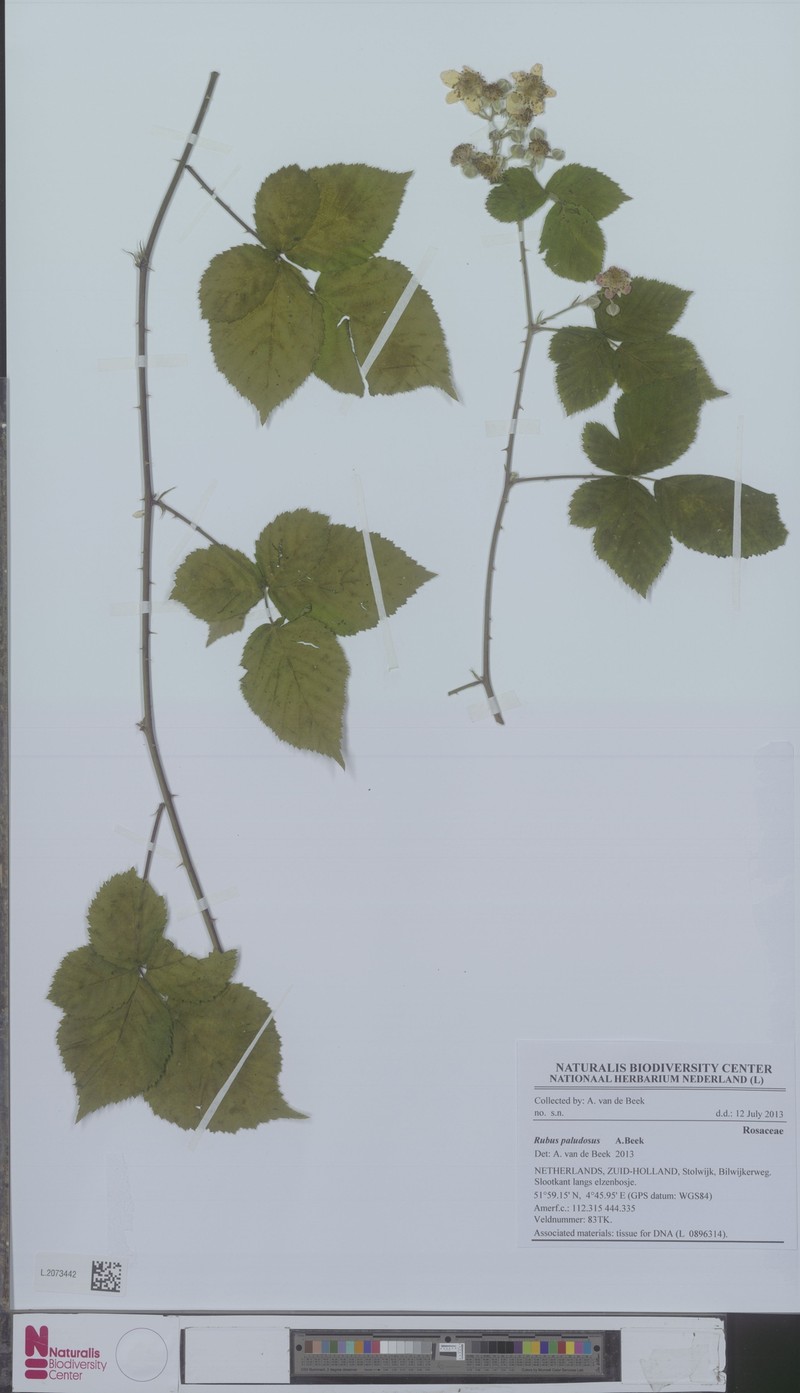 Rubus paludosus