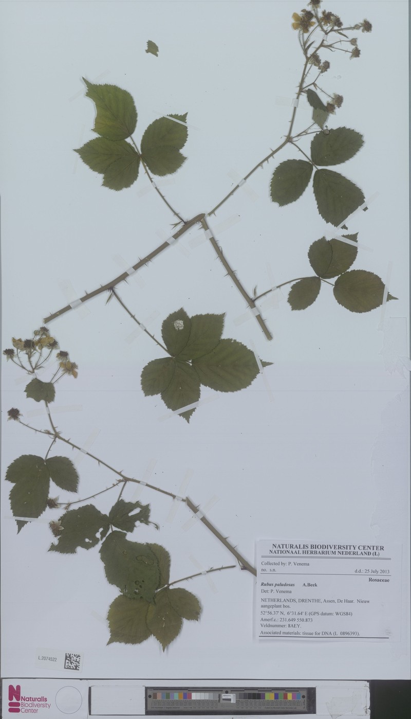 Rubus paludosus photo 2