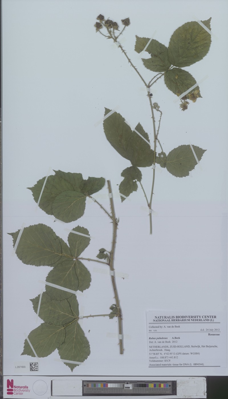 Rubus paludosus photo 3