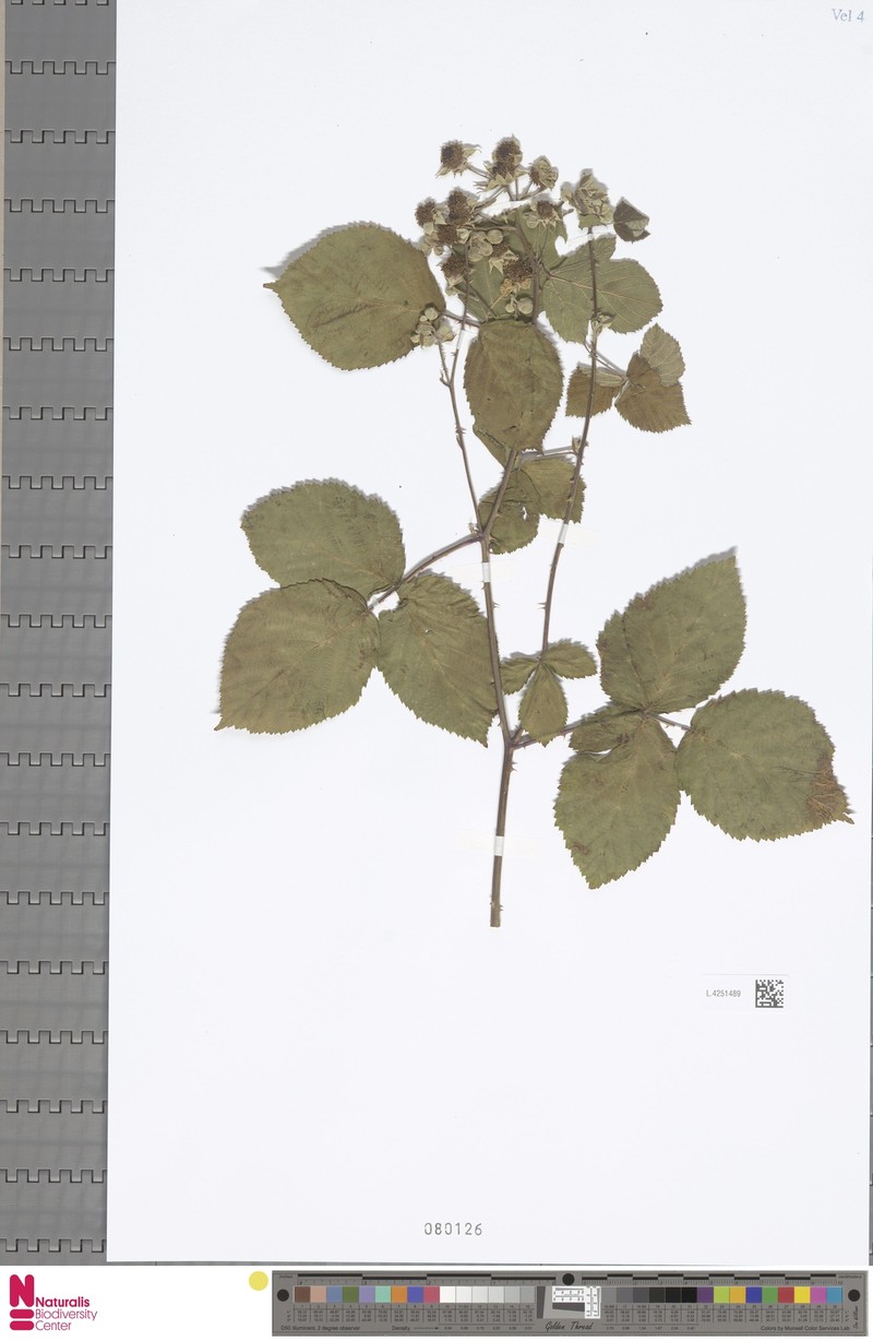 Rubus paludosus photo 4
