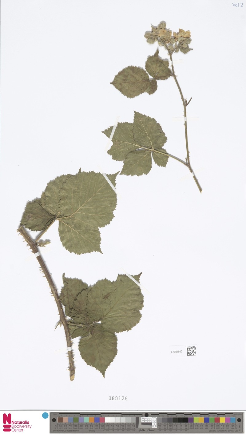 Rubus paludosus photo 5