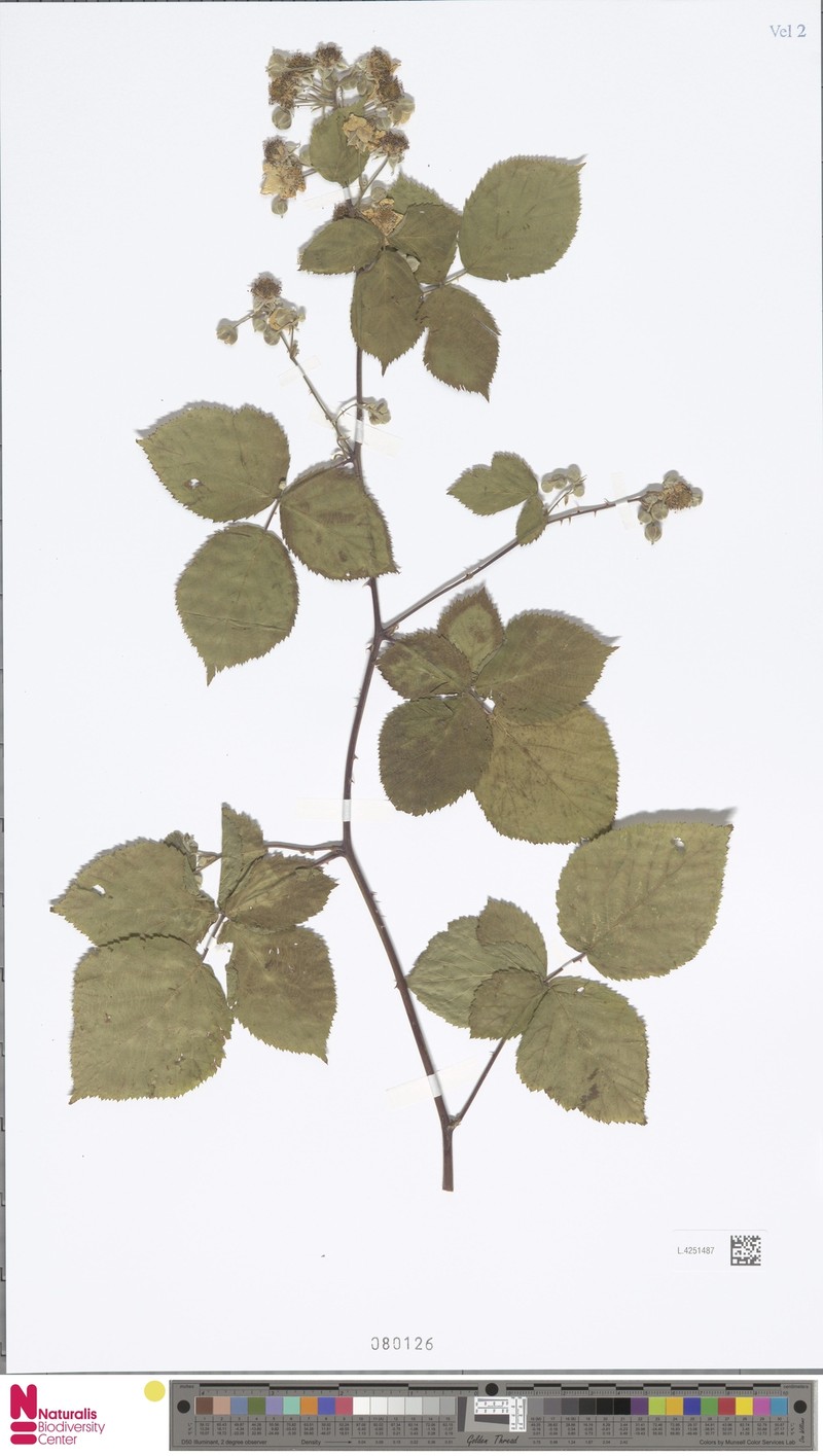 Rubus paludosus photo 6