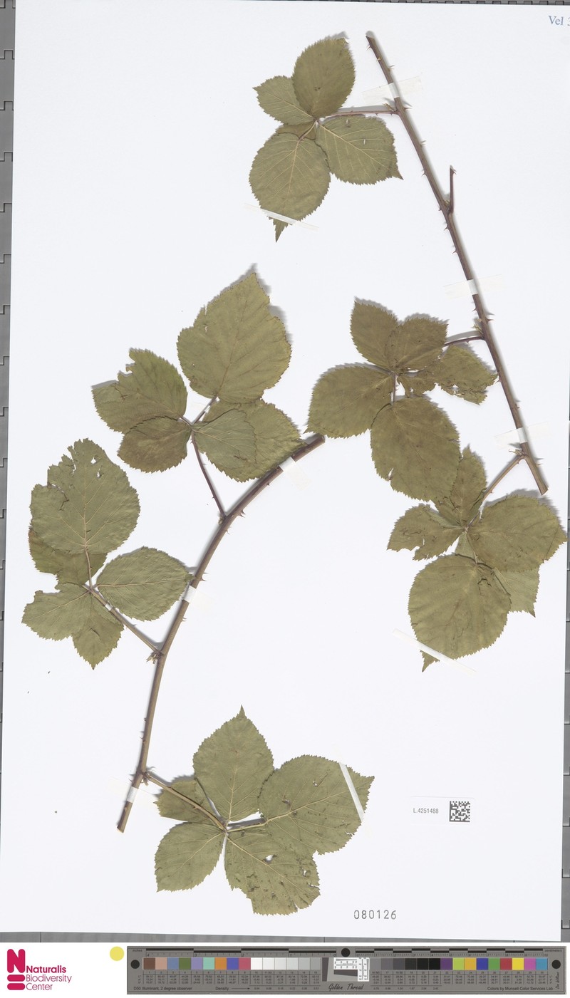 Rubus paludosus photo 7