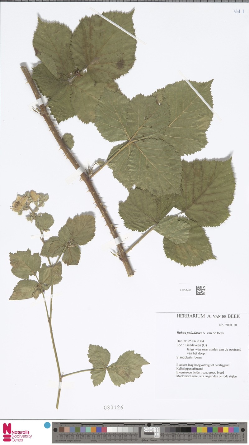 Rubus paludosus photo 8