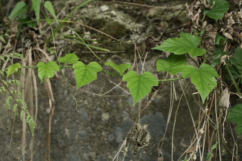 Rubus panduratus