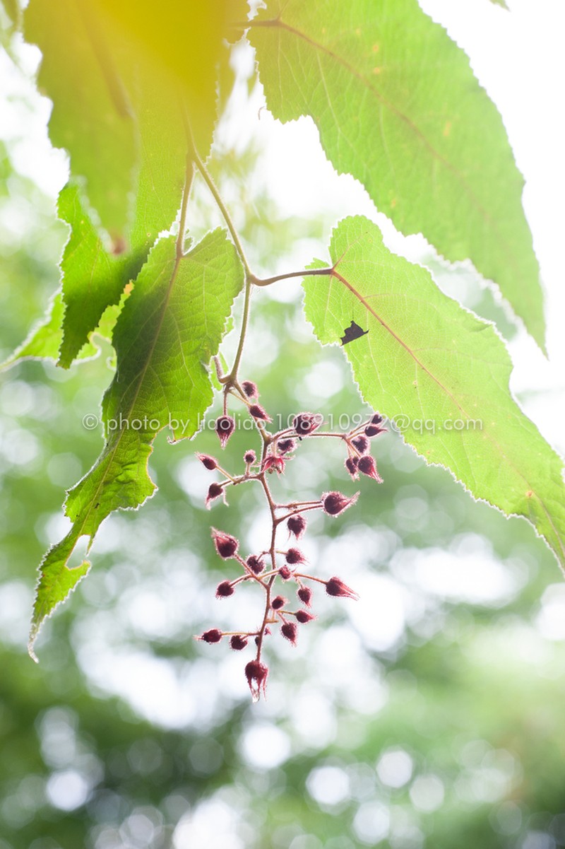 Rubus panduratus photo 2