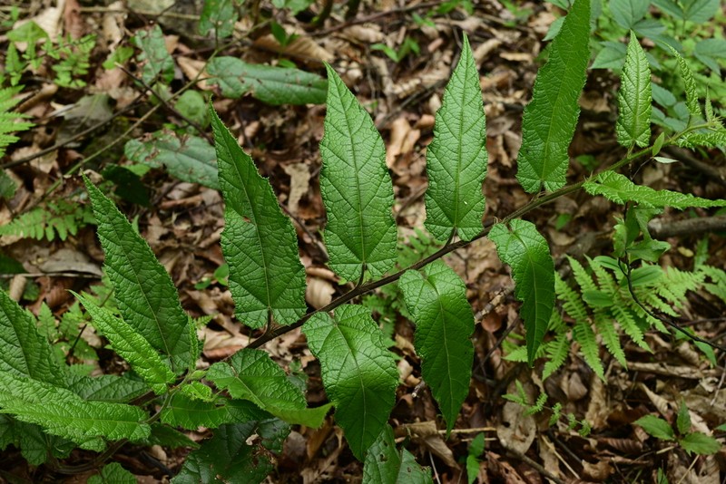 Rubus panduratus photo 3