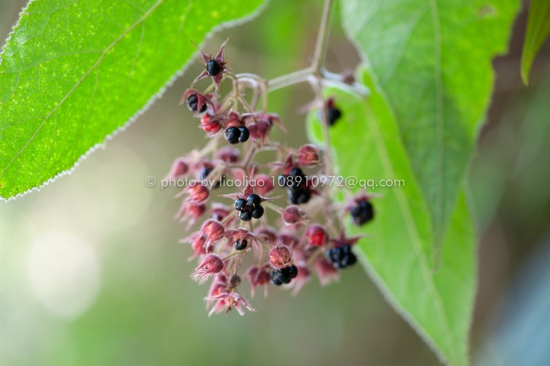 Rubus panduratus photo 4
