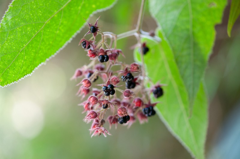 Rubus panduratus photo 5