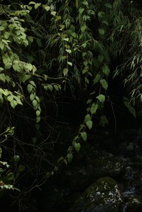 Rubus paniculatus