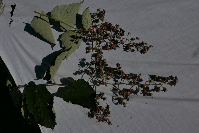 Rubus paniculatus photo 3