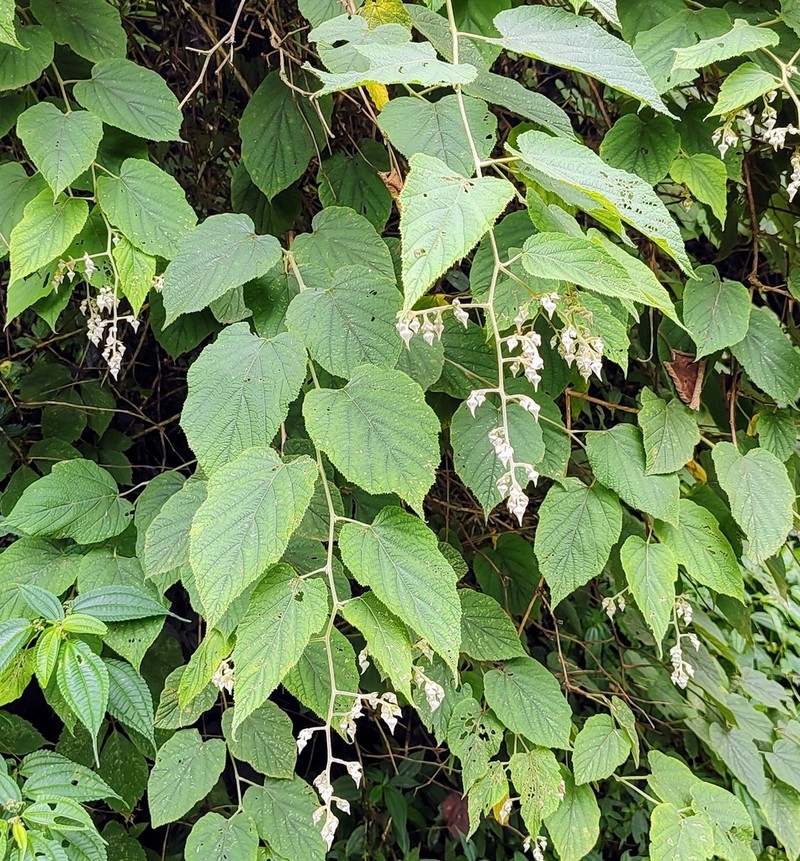 Rubus paniculatus photo 4
