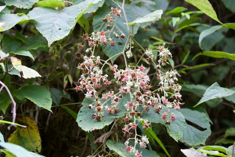Rubus paniculatus photo 5