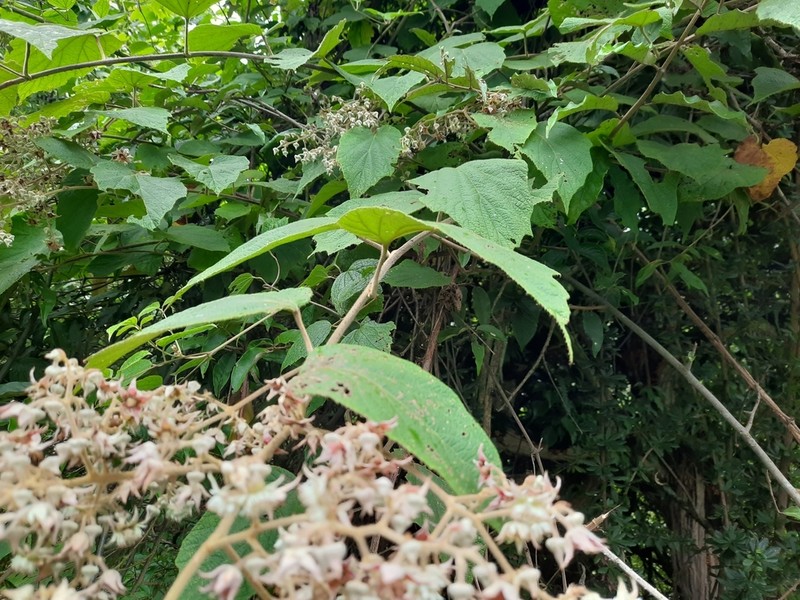 Rubus paniculatus photo 6
