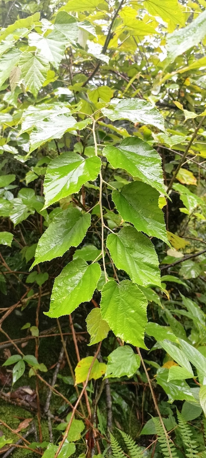 Rubus paniculatus photo 8