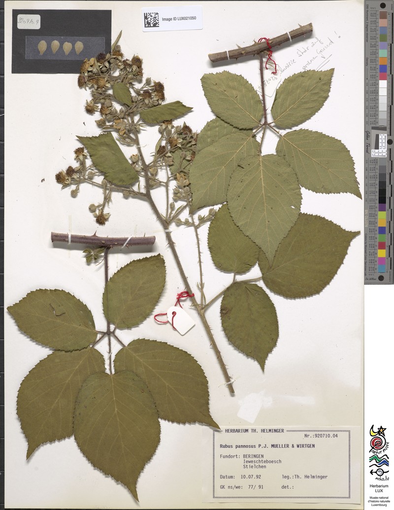 Rubus pannosus