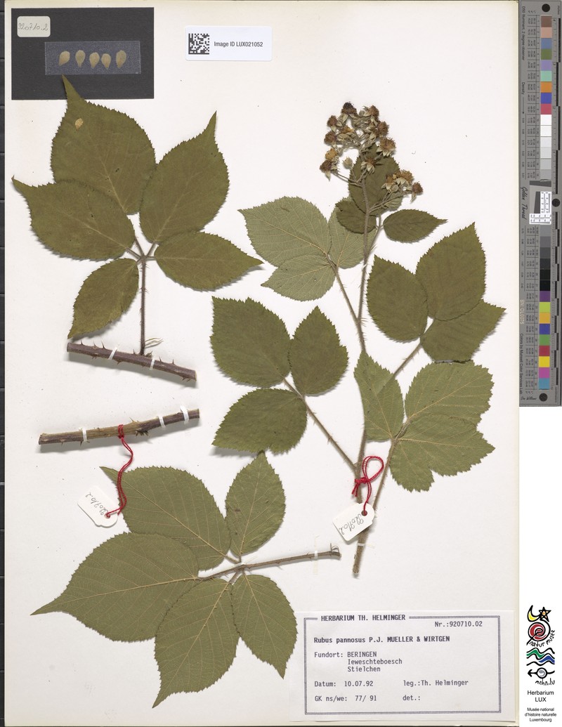 Rubus pannosus photo 2