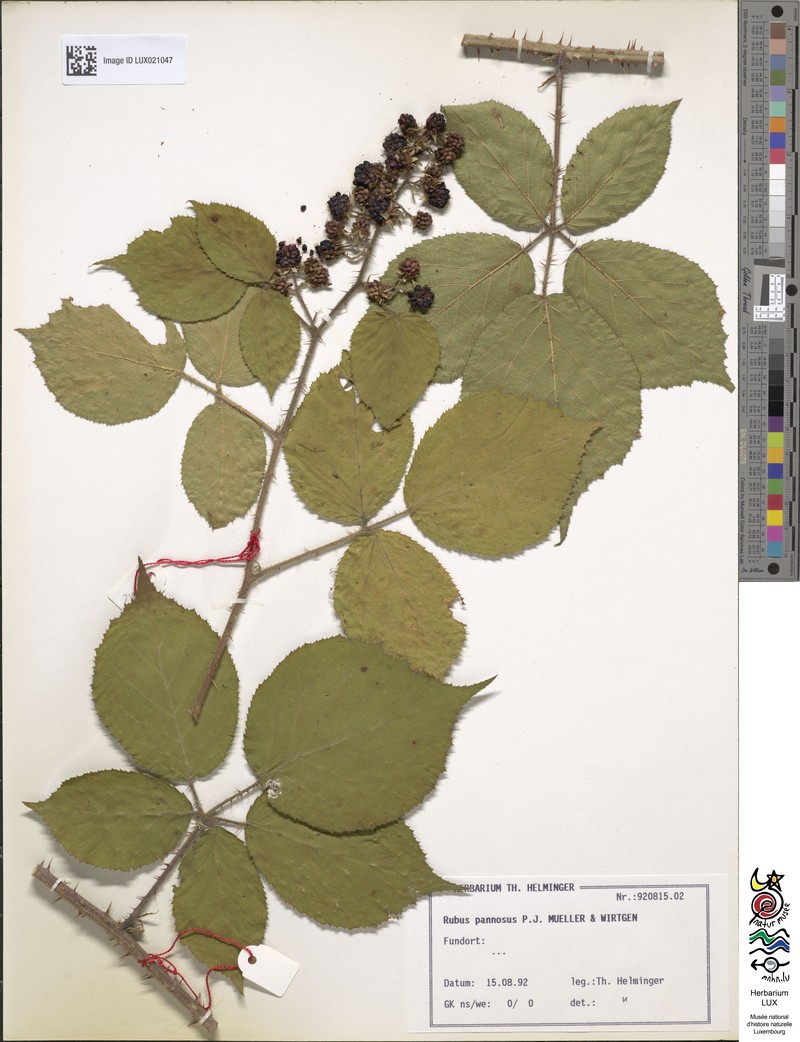 Rubus pannosus photo 3