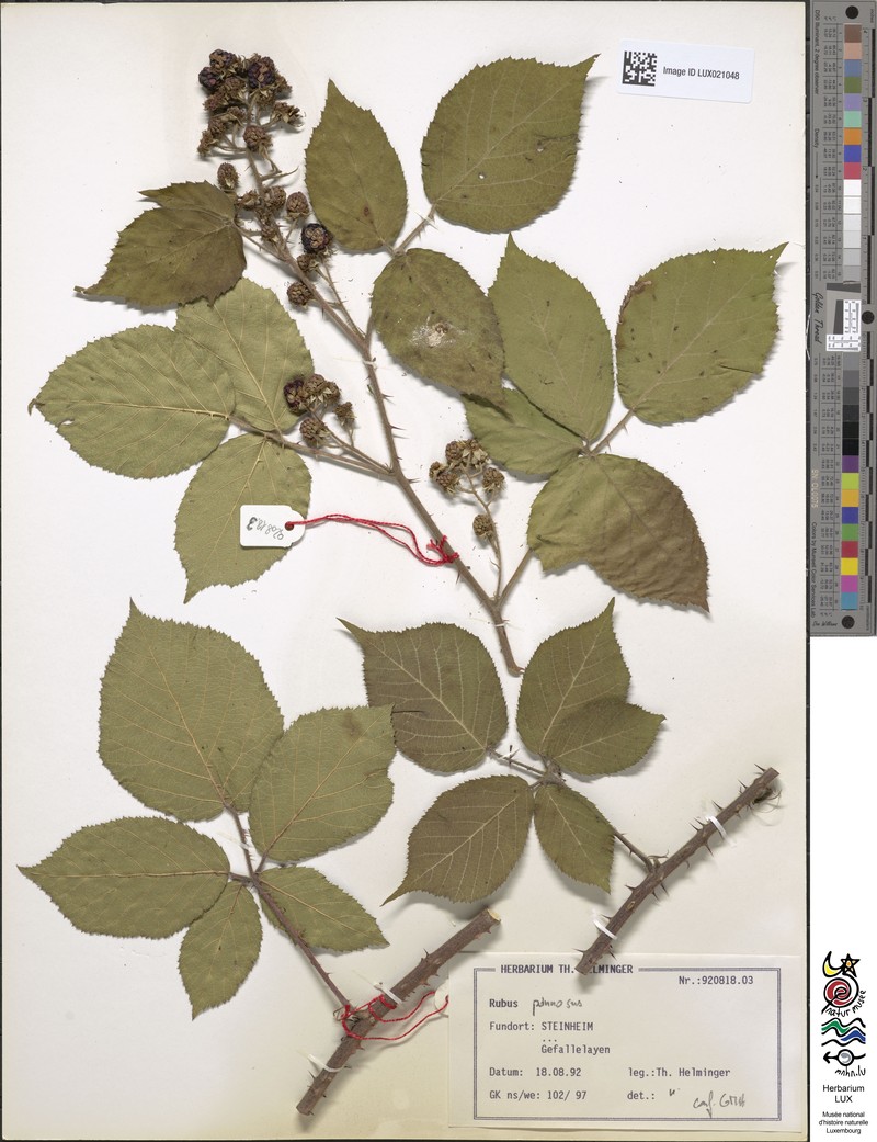 Rubus pannosus photo 4