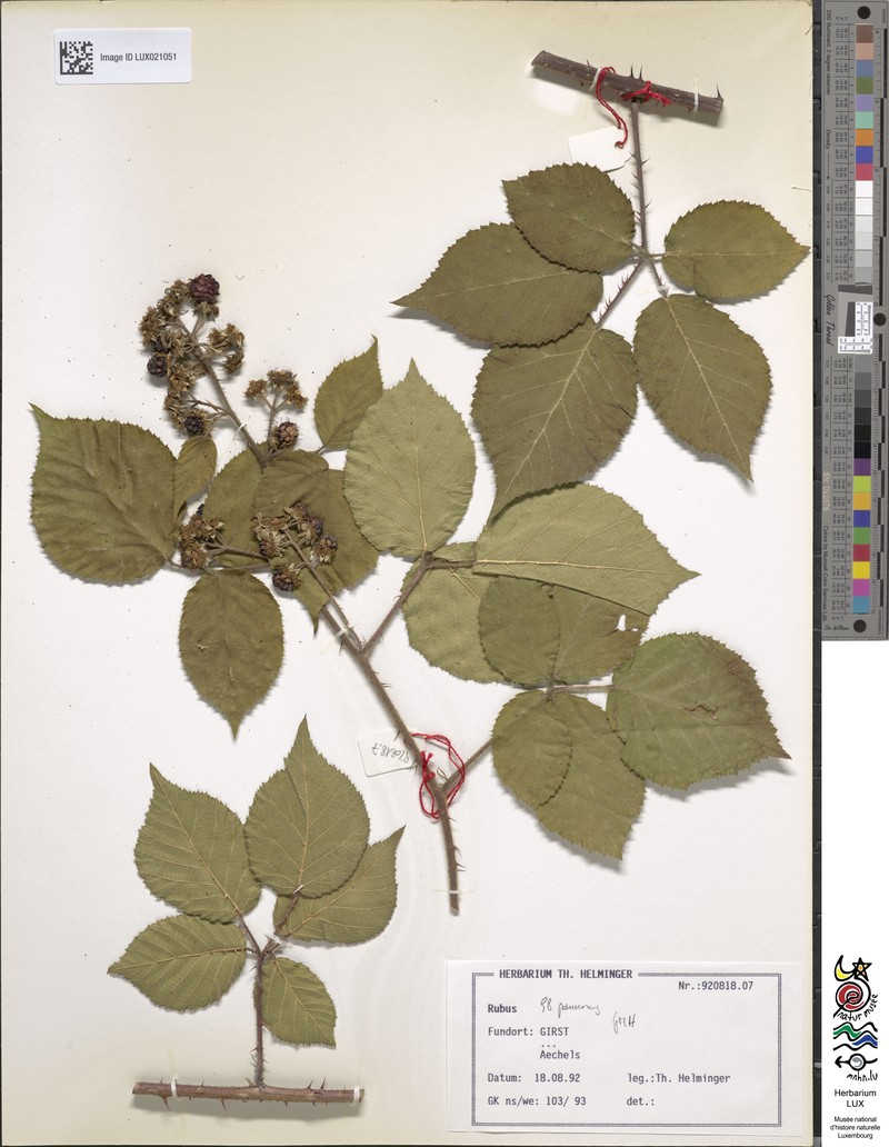 Rubus pannosus photo 5