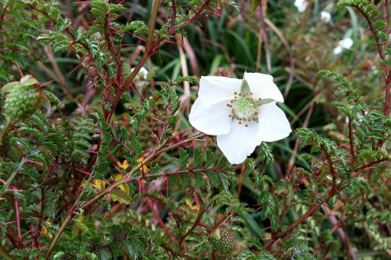 Rubus papuanus photo 2