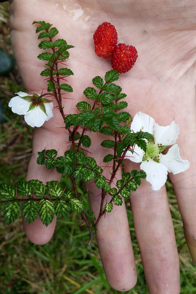 Rubus papuanus photo 3
