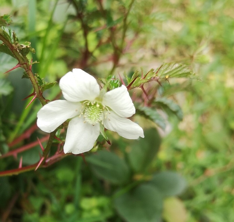 Rubus papuanus photo 4